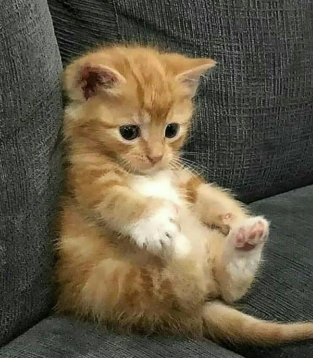 CuteKittyWorld's tweet photo. Too cute for my heart to handle! 😍❤

#CatsOnTwitter #kitten https://t.co/J6GpWCxGLT