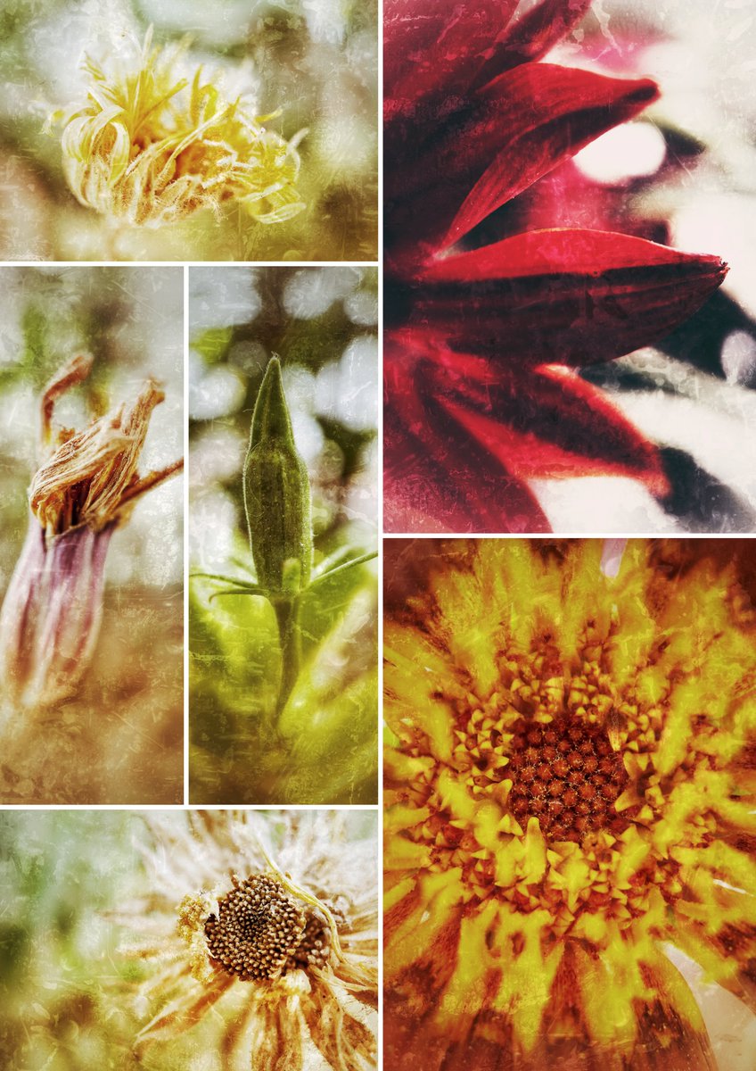 rameeky's tweet image. Nice Fleur Tokens (12/12)
Portraits of Rajasthan (20/20)
Deep into the Eye (2/3)

3 collections available on @opensea 

Link to profile : opensea.io/---Rameeky---

Do read the description in each :)

#NFTCollection #NFTCommunity #NFTphotographers #OpenSeaNFT #WomenInNFT #NFTartist