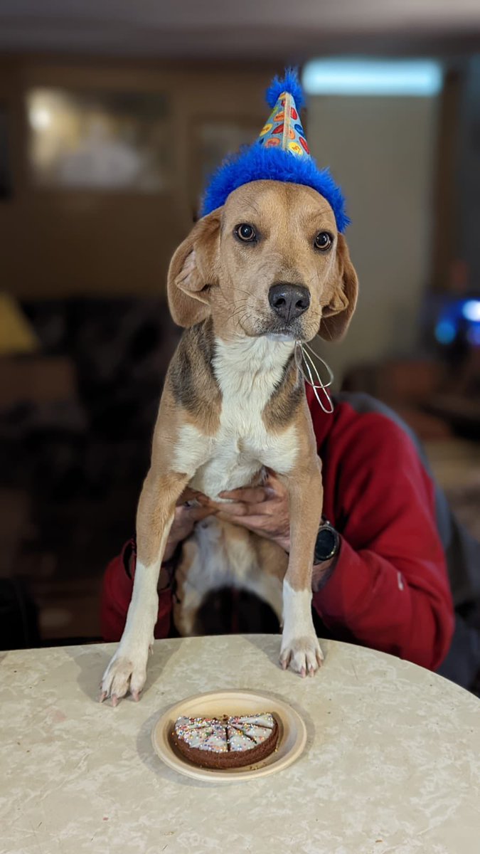 __Xely's tweet photo. @whatsuptucson NALA !!! Missing as of 4/26/2022 AMADA ARIZONA AREA🐶 Call 520-244-6989 text 📞 call ☎️ 🐶♥️ https://t.co/puTA2ICBwi