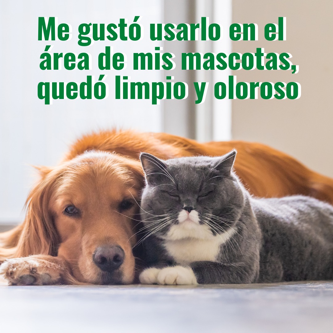 masterdirect's tweet image. A los consentidos de la casa 🐶🐱 les limpian sus áreas con el Desinfectante PRO-MAX porque quedan super limpias, libres de virus y bacterias; #TrucosDeLimpieza. Además, no enmascara los malos olores ¡los elimina!

#Promax #LaFraganciaQueProtege #masterdirect #dixiepanama