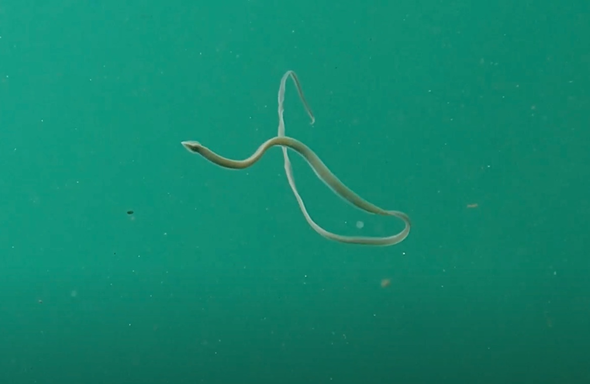 Christopher Mah, @echinoblog.bsky.social on X: WHAT? Video calls this a  ribbon worm swimming! IS IT??? Not sure! What say you wormologists? I think  this is Southern California but not sure. #wormwednesday #nemertea