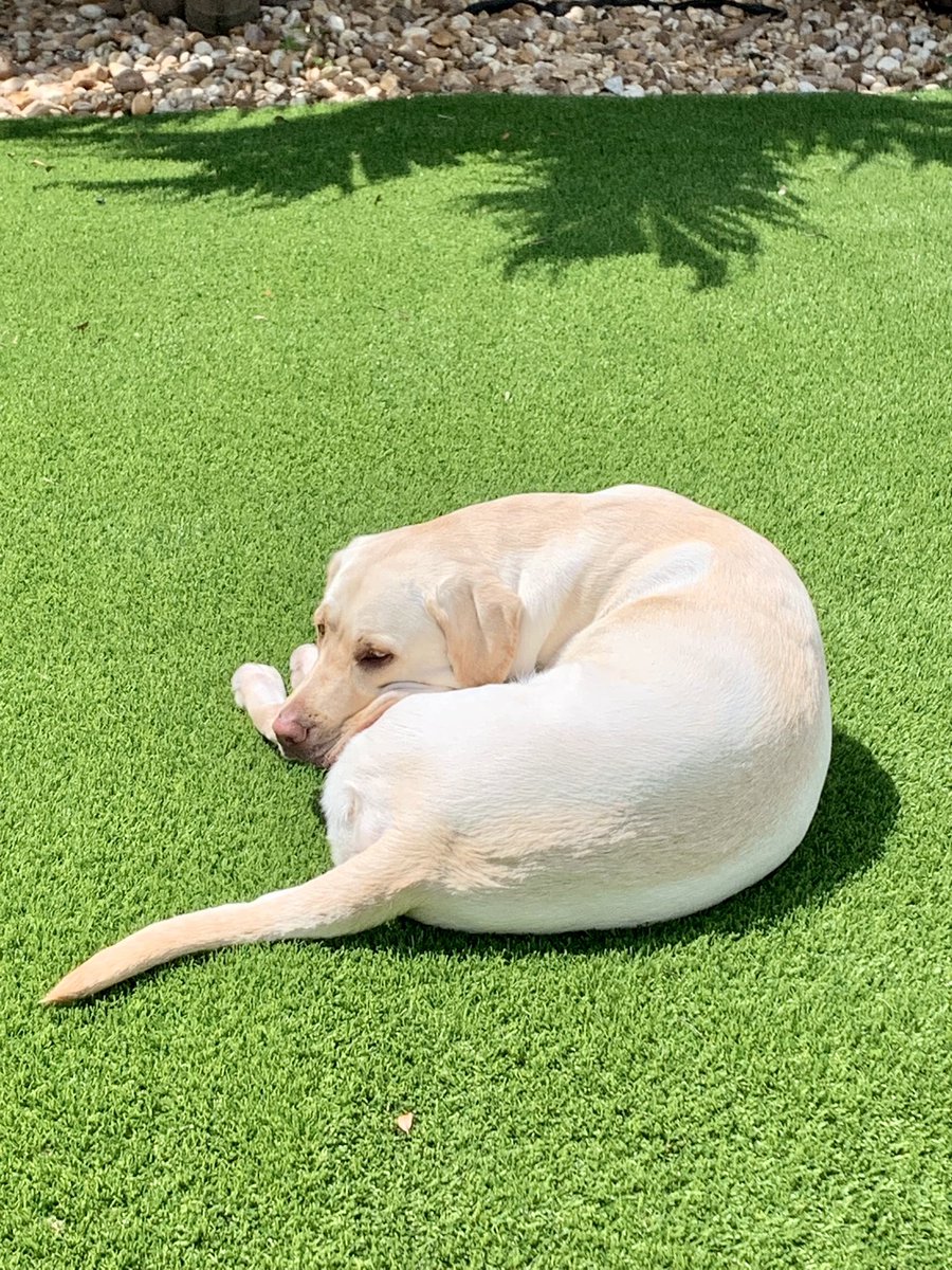 Sometimes you just have to curl up and enjoy the south Florida sun. #goodlife #southflorida #beautifulweather #therapydog  #herodogawards #herodog #voteforoscar🐾#dogs #dogsoftwitter