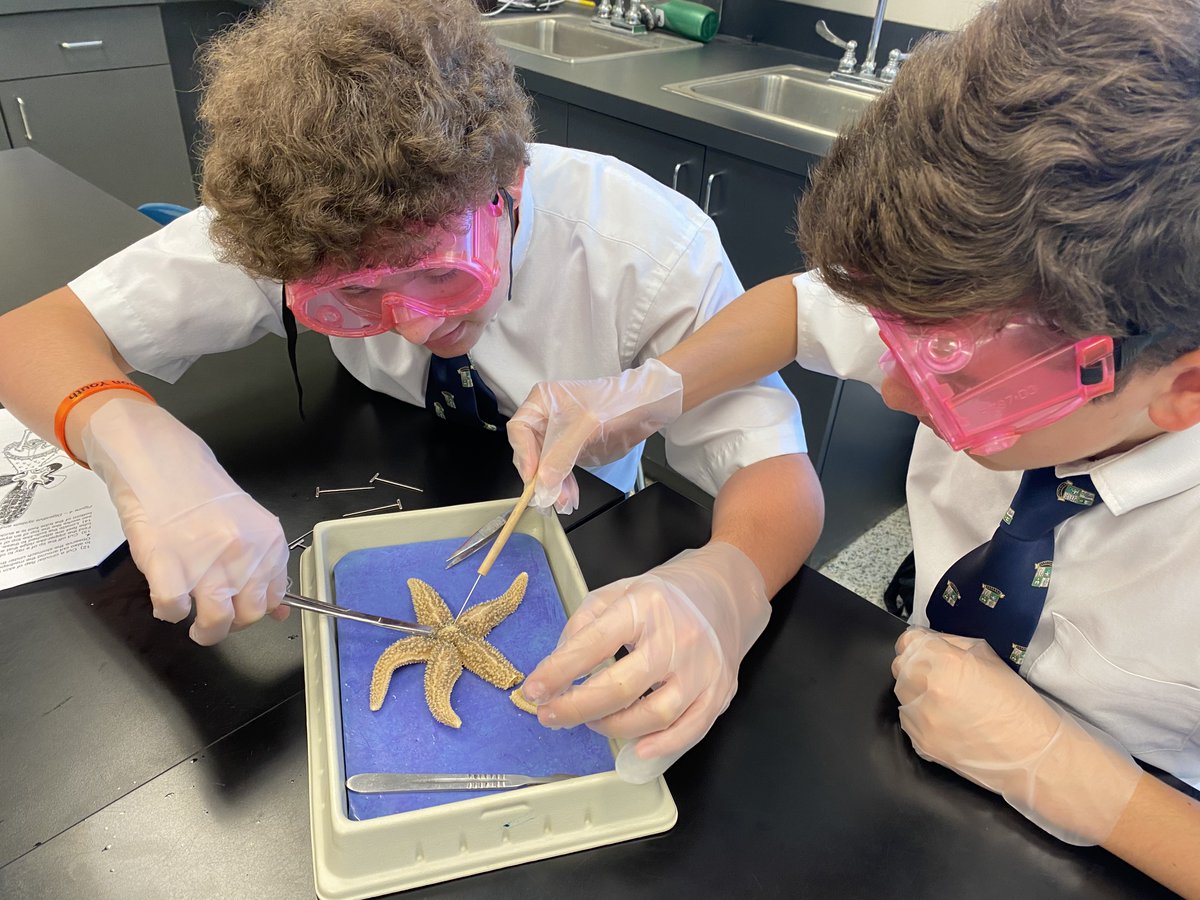 PinecrestAcadem's tweet image. Ms. Brown's college prep biology class is finishing up their unit on animal diversity by dissecting earthworms, starfish, and frogs. Says Ms. Brown, "I am quite impressed with their curiosity and eagerness to learn more!"  #biology #highschoolscience