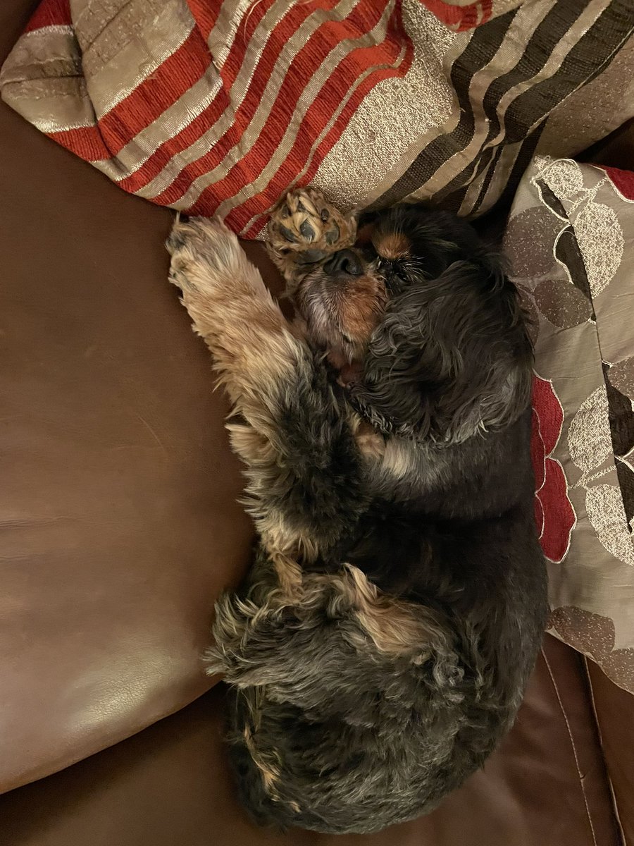 BeccaCromarMP's tweet photo. @coopukinsurance @BarrowMember #CoopInsurancePets #TeamDog https://t.co/CTTbuymFgV