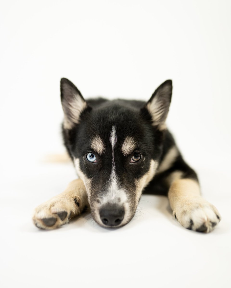 Emery_Meyer's tweet photo. Fostered this sweet little Huskie/Aussie puppy a couple weeks back who I fell in love with and took some headshots for his adoption bio.

He got so much traffic that we got him adopted to a sweet family of 4 in less than a week. Gonna miss you Demetrius. 🐶🦴 https://t.co/TbejsSPuG4