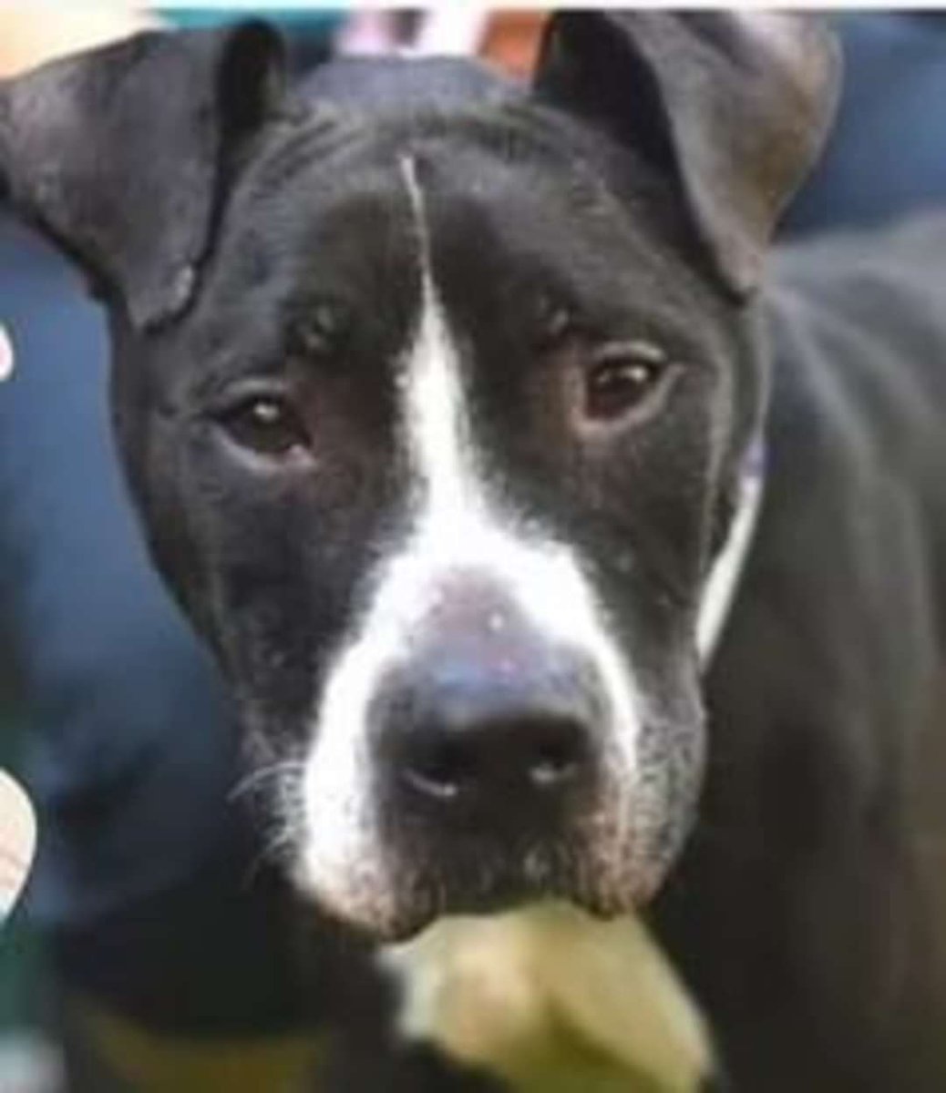 MyBoxerLuvMac1's tweet photo. 💔Jr💔
#NYCACC #140634 5y
▪️Relisted: 4/28💉❗
▪️LOW Pledges
▪️Needs N.East #Foster 2 save!
Found stray +emaciated @ 38 lbs! Victim of cruelty, w ribs showing thru dirty coat! Despite this, epitomizes joy+ loving w all! Sweet cuddler w stellar level 2! Pls #Pledge 4 #Rescue
💞Jr https://t.co/TtxS0PK10h