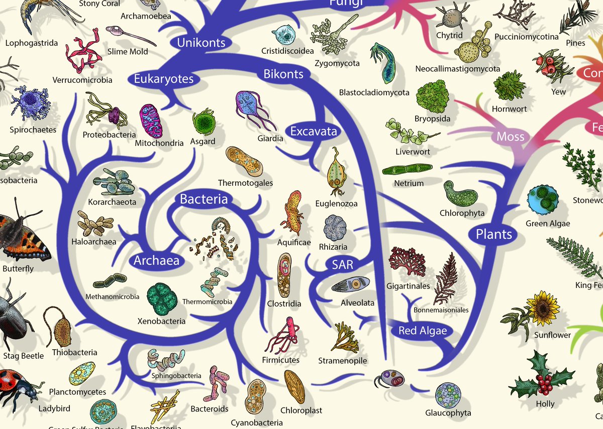 evolutionposter's tweet photo. I updated my new #evolution poster, #chromoveolata is #extinct with #SAR (#Rhizaria #Alveolata #Stramenopiles) replacing it. #Excavata now includes #Giardia and #Euglenozoa but kept the transfer of more evolved #chloroplasts .. also goodbye to #Clostridia/#Archaea hypothesis https://t.co/TK8kzu3bWa