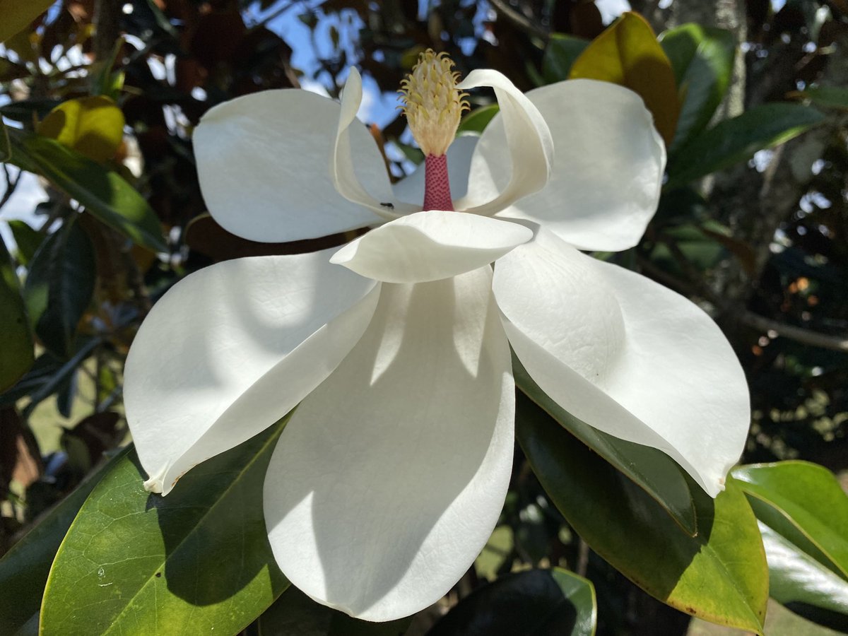 The last real beautiful days of the season. You can smell these in the air. #MagnoliaFlower