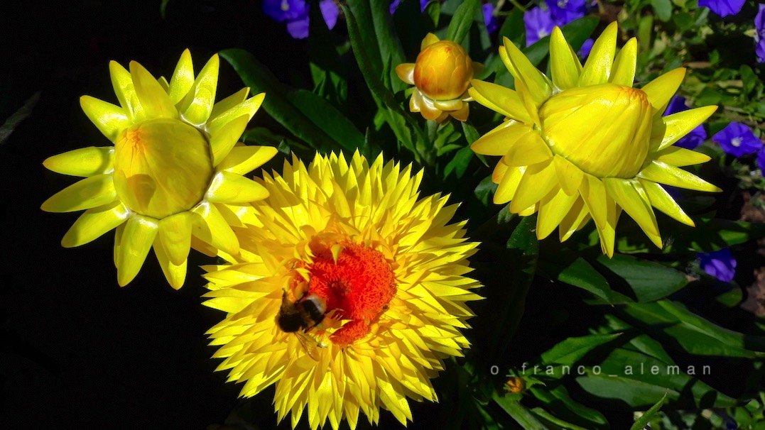 erst Frühling, dann Sommer 🌼 #nature #NaturePhotography #flowers #bee