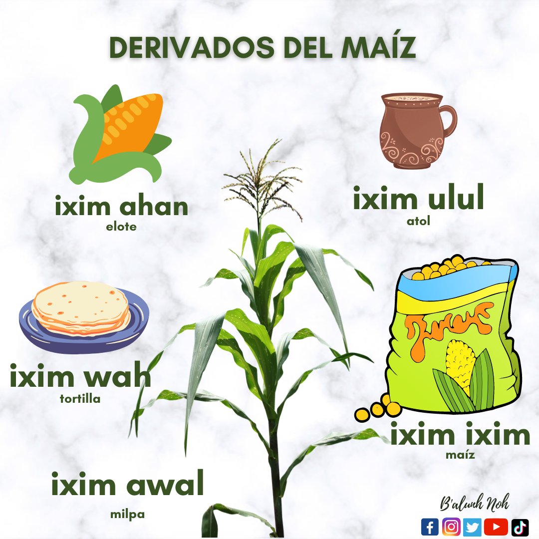 ActLenguas's tweet photo. El maíz (ixim), es uno de los principales cultivos de la cultura maya, les compartimos algunos vocabularios en el idioma #Jakalteko #Popti'. @balunhnoh https://t.co/OoHUlIPRST