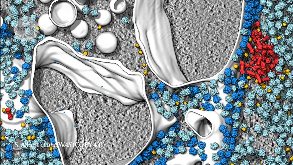 Cutting-edge microscopy techniques are allowing researchers to spy on the innards of cells in all their crowded glory. Check out this <a href="/NaturePortfolio/">Nature Portfolio</a> article; the images are amazing! nature.com/articles/d4158… #cuttingedge #thefuture