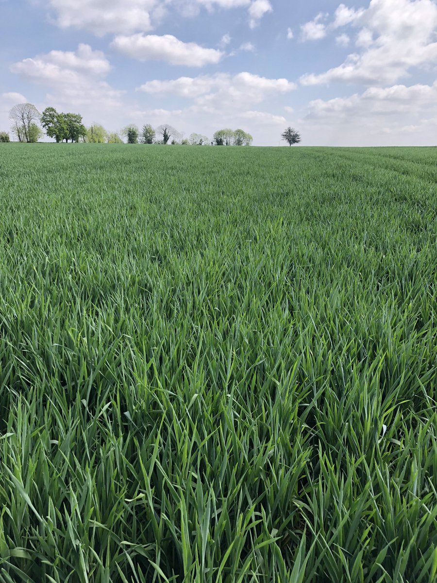 Aurélien tweet media