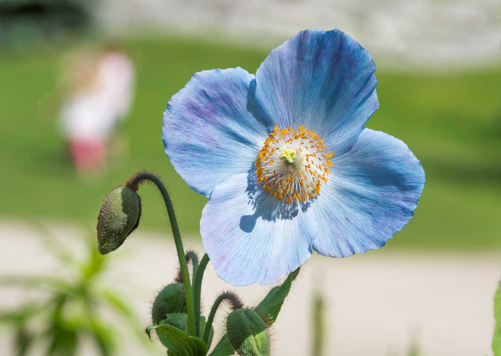 True blue flowers are a thing of rare beauty – here are 7 of our favourites. No purple imposters in sight! theenglishgarden.co.uk/expert-advice/…