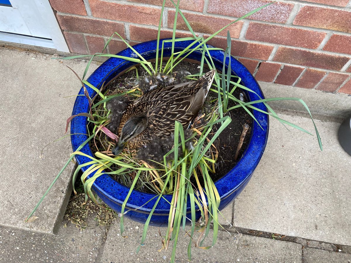 CBPSHead's tweet image. I really love how our rural setting often aids us in bringing real learning outdoors. This has been a logistical challenge as she is proudly sat in our Nursery outdoor area, but who needs an incubator when you have this!