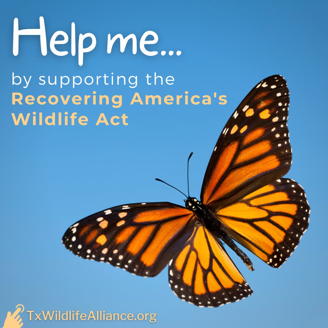 The bipartisan Recovering America's Wildlife Act could bring $50 million to #Texas to help fish and wildlife while boosting the economy.

➡️Here's how to help get it passed: bit.ly/RAWARecoverWil…

#RecoverWildlife
