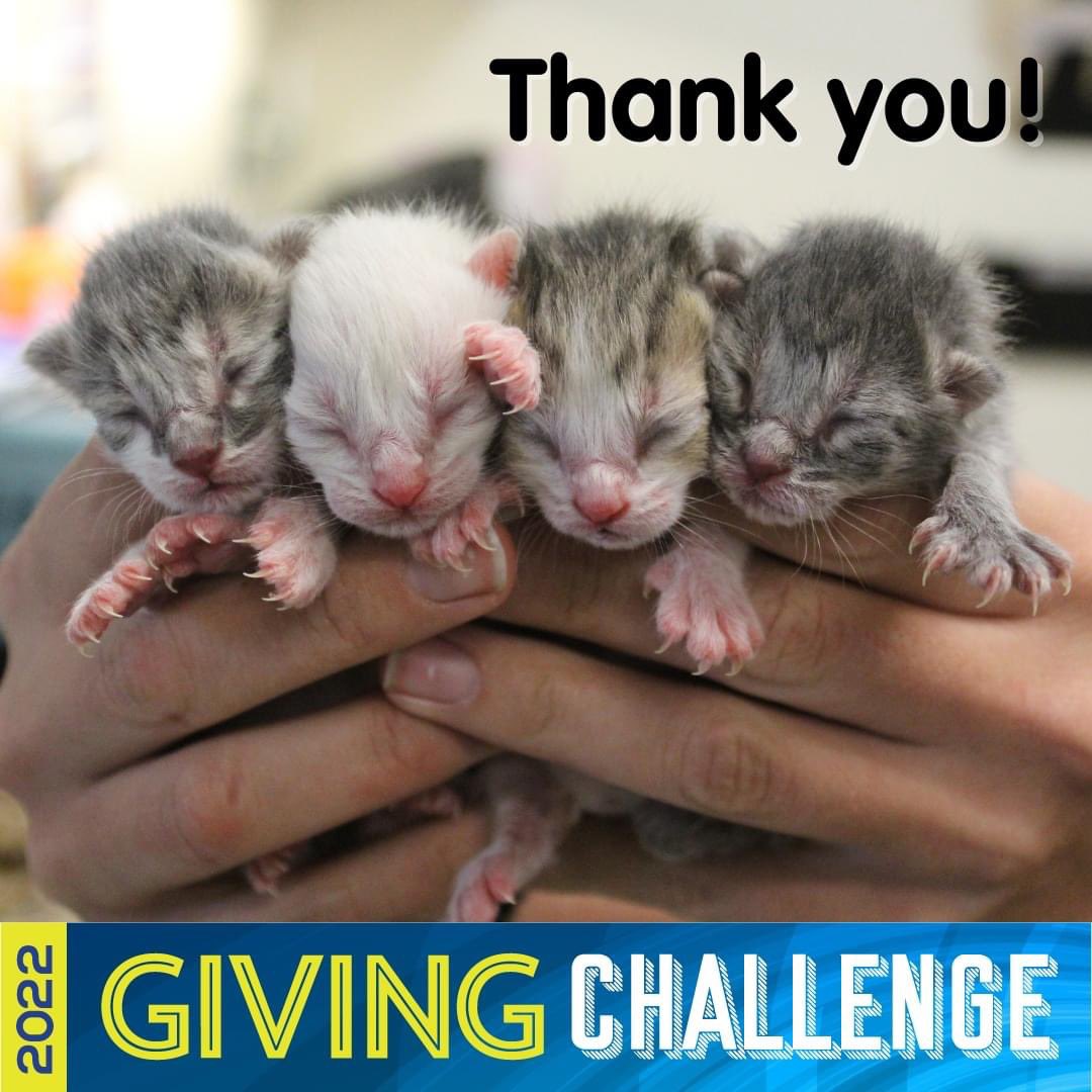 Thank you to everyone who donated to us and the other nonprofits during the #givingchallenge2022. We each do valuable work that changes lives and we could not do it without your support! ❤🐾 #betheone