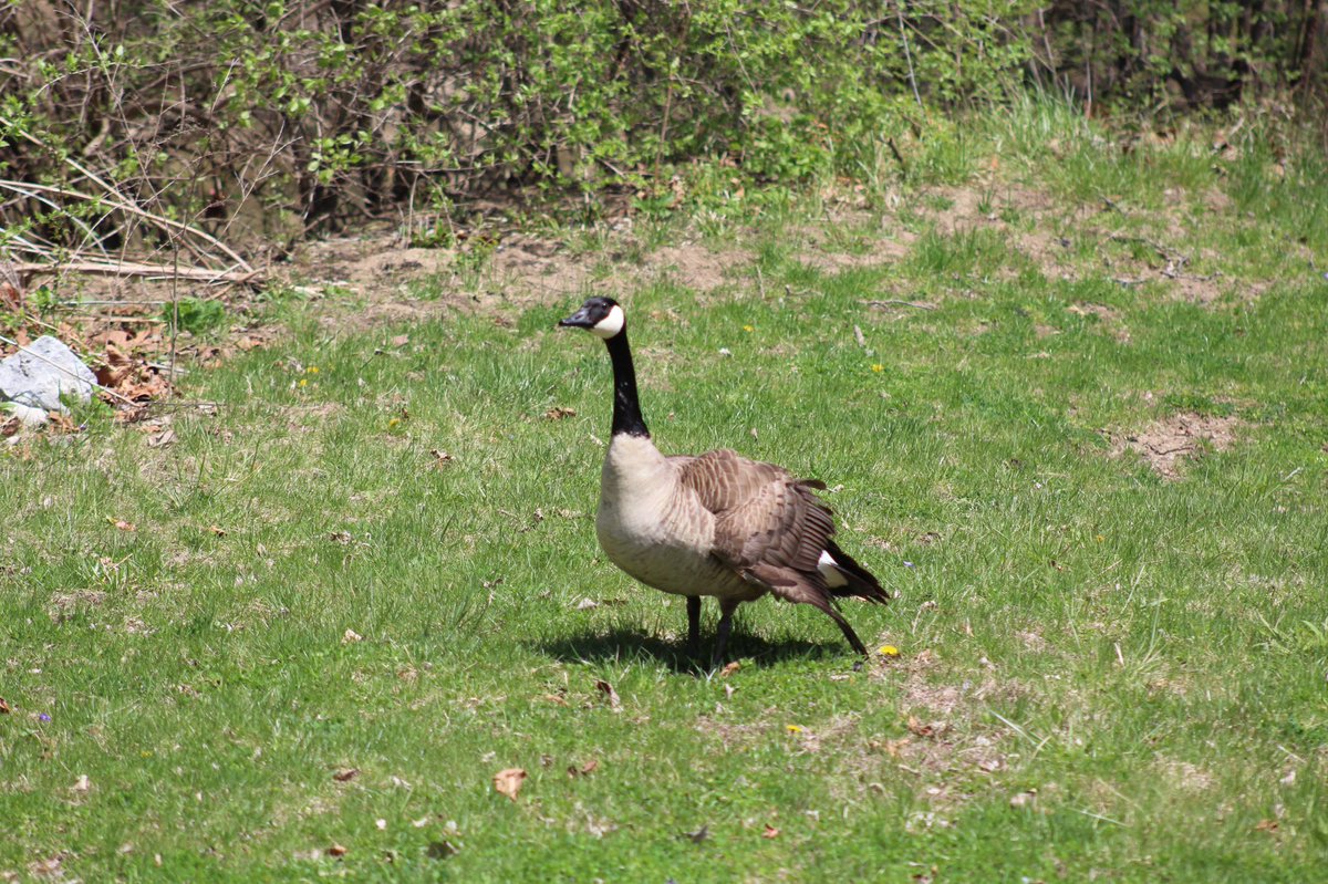 helmholtzlinds's tweet photo. @HeidelbergGeese i’m scared of you guys but you’re pretty to look at. that’s all. https://t.co/VoxkL3IOTj