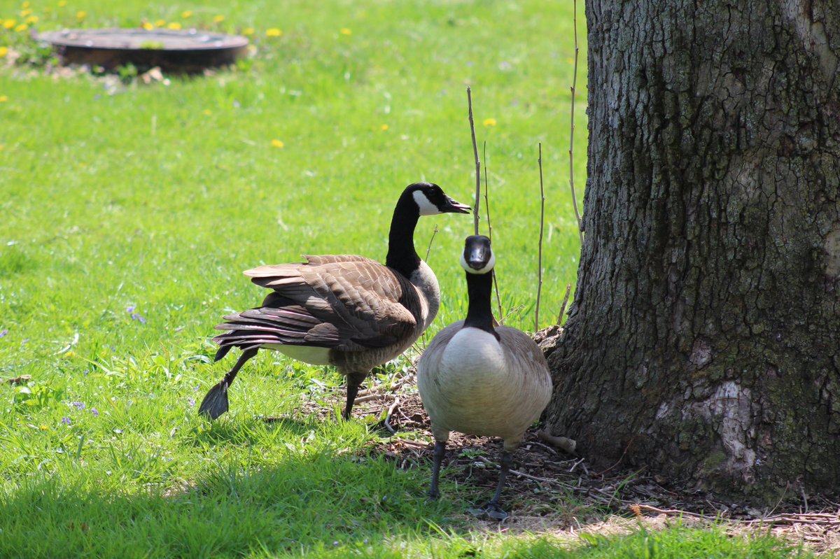 helmholtzlinds's tweet photo. @HeidelbergGeese i’m scared of you guys but you’re pretty to look at. that’s all. https://t.co/VoxkL3IOTj