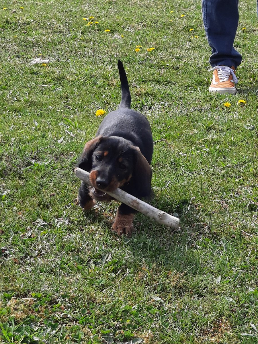 Wij gingen wandelen en oefenen met de stok. Kom, zit ,los ging allemaal goed dankzij de snoepjes als beloning. Wij hebben een heeeeel slim teckeltje 🥰😊
