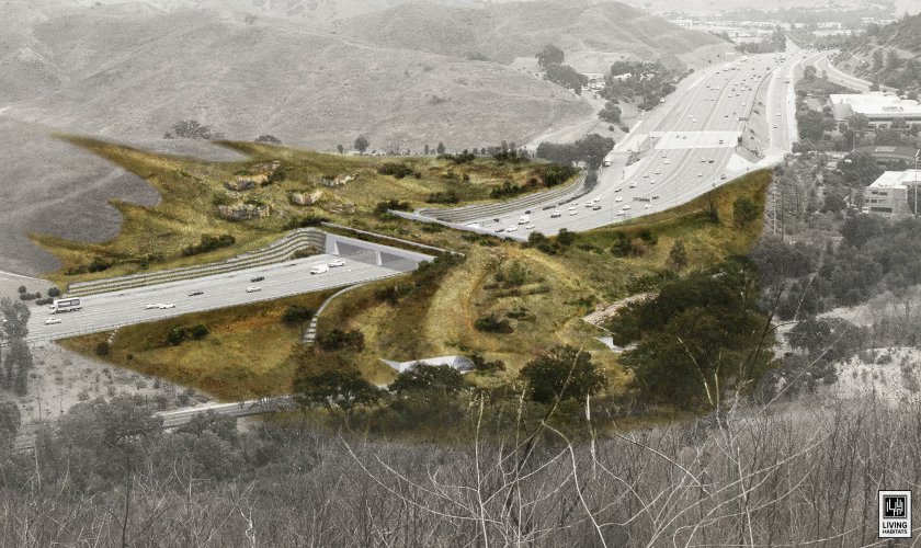 “We did it!” shouted Beth Pratt, regional executive director of the National Wildlife Federation. “For years to come, this wildlife crossing will be admired and studied as proof that humans and wild animals can co-exist.” 

Read the story:
latimes.com/california/sto…