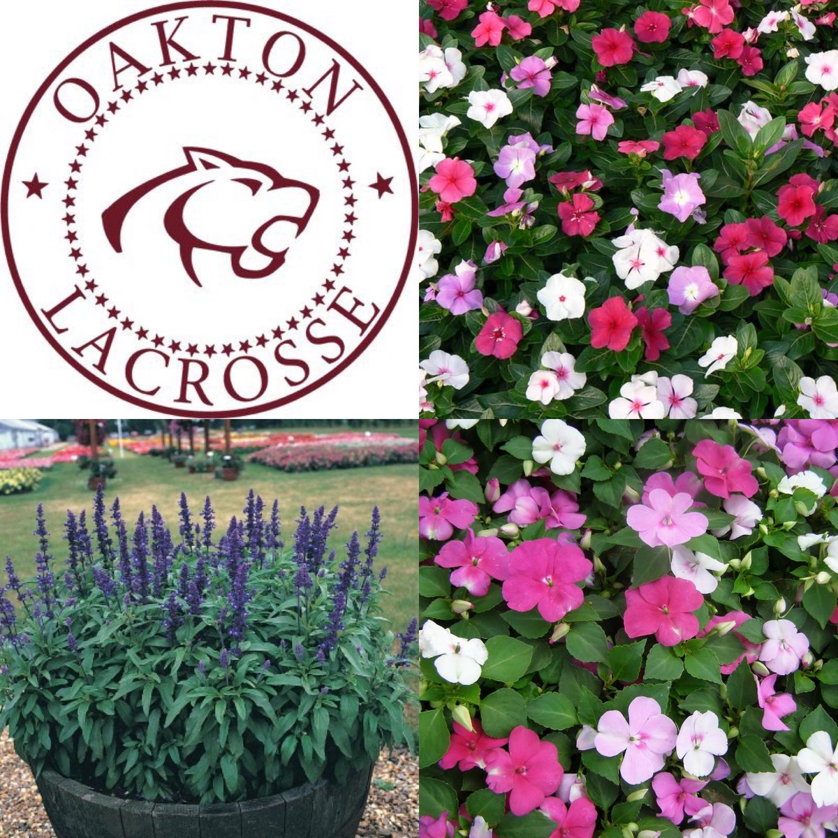 BLAX has extra flowers for sale April 30th 9-12pm at OHS. If you are interested in purchasing flats of Vinca (pink; full sun), Impatiens (white; shade) or Silva Blue (purple; partial sun). $18 a flat. Cash/Venmo will be accepted. Email oaktonlaxflowersale@gmail.com if interested