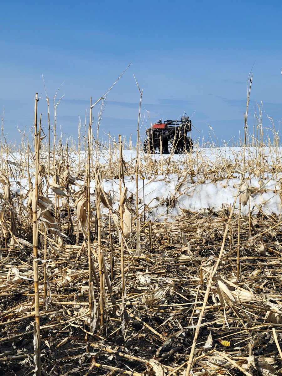 2 things I don't like at end of April,  grazing corn and driving on snow banks  😖