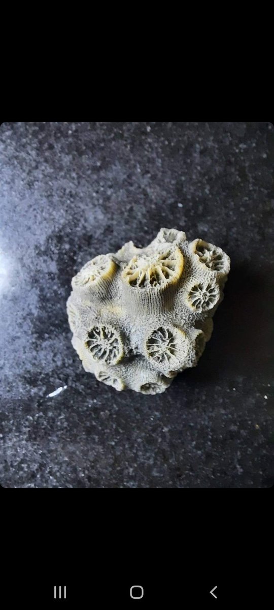 DaniellaGianni2's tweet photo. Is anyone able to help identify this coral species? I am asking for a friend conducting research in Kerala, South India. It was found far inland about 7-14m deep. https://t.co/LP3gvApF3b