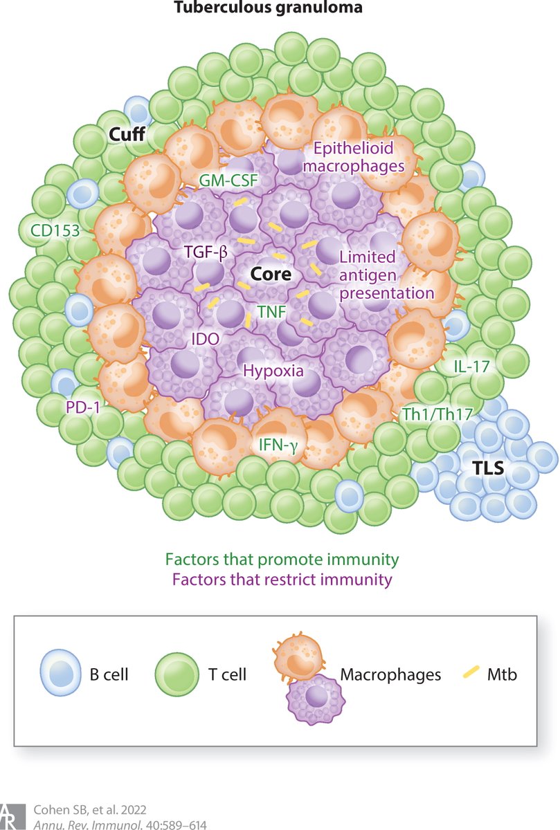 Sara Cohen, Kevin Urdahl and I are excited to share our @AnnualReviews of Immunology review. We discuss factors that promote/restrict immunity in #Tuberculosis granulomas, and a knowledge gap of how preexisting immunity shapes processes in postprimary #TB

doi.org/10.1146/annure…