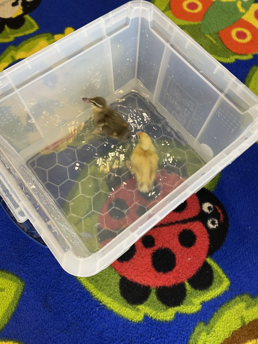 Today our ducklings took a bath/swim for the first time. We loved watching them! 👀