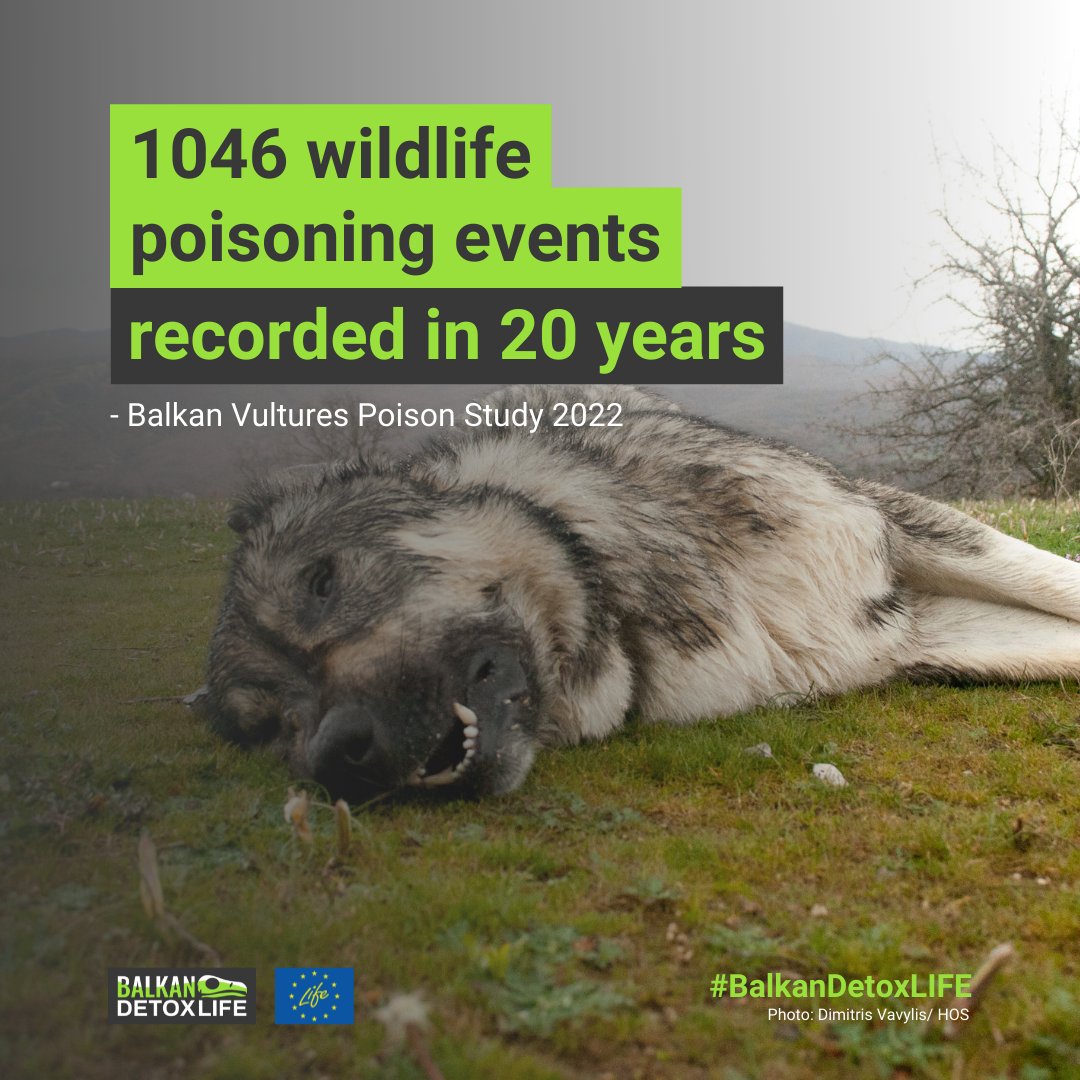 AOS_ALB's tweet photo. ‼️‼️1️⃣0️⃣4️⃣6️⃣ wildlife poisoning events recorded in 2️⃣0️⃣ years ‼️‼️
#balkanvulturespoisonstudy #wildlifepoisoning  
Learn more here: https://t.co/aGhkbPLEyS 
@4Vultures @EuroNaturORG @MavaFdn @WhitleyAwards @BirdLifeEurope https://t.co/FQKsD1rz1z