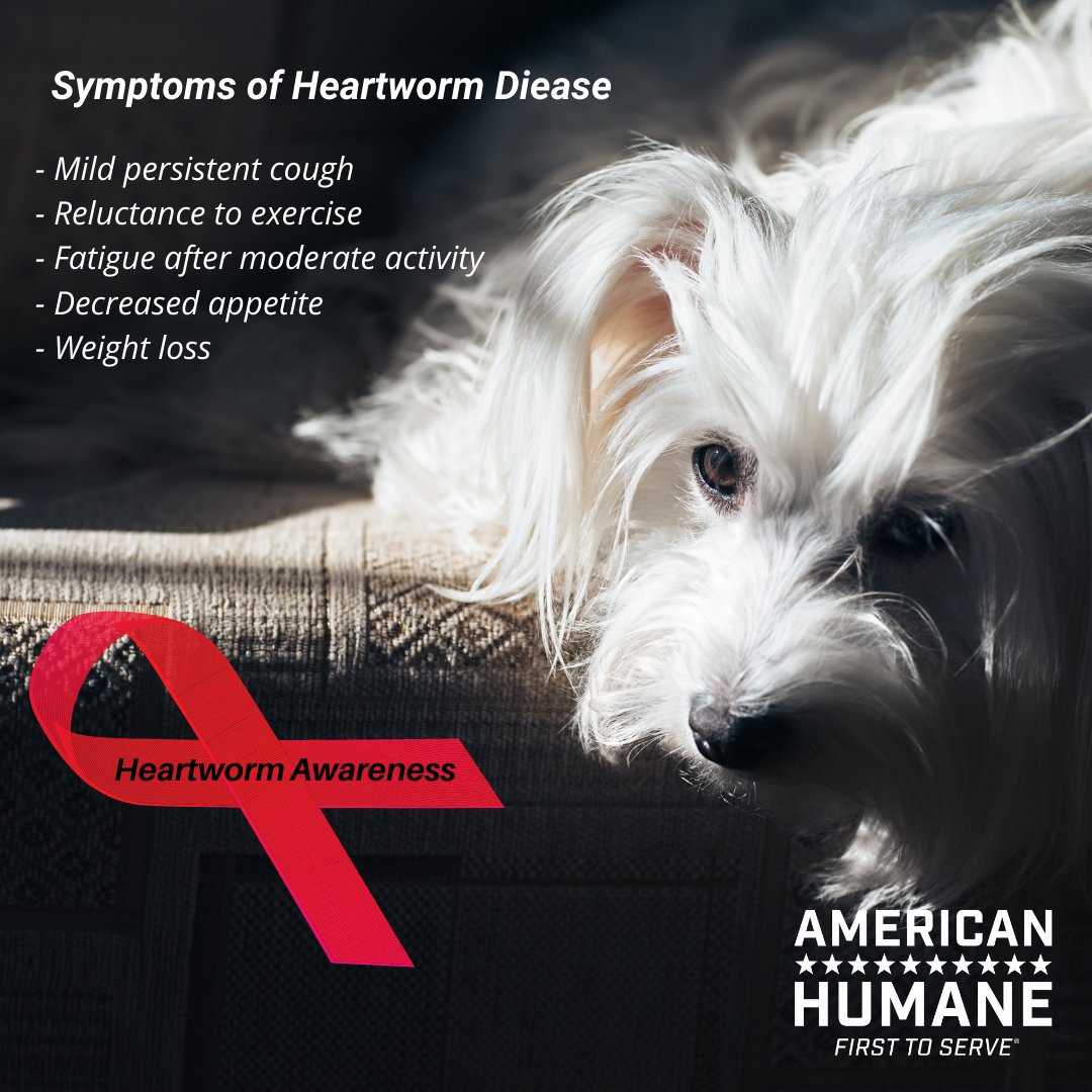 More than a million pets in the U.S. suffer with heartworm disease even though its preventable. Use preventative heartworm medicine and get regular checkups. If you do notice symptoms, don’t wait – talk to your vet immediately. #HeartwormAwarenessMonth #HeartwormAwareness