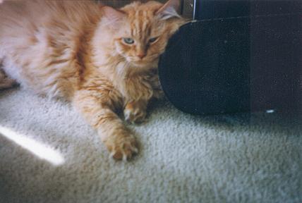 Spoon_man01's tweet image. All orange tabbies are CLAWESOME! 
My buddy for 15 years - Zee #RIPZee @VixenViragoX