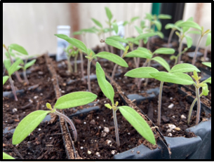 WSUClallam's tweet photo. Veggie Starts 🌱 Nothing beats produce fresh from your garden. If it’s veggie starts you want, come to Clallam County Master Gardeners Plant Sale, Saturday, May 7th ~ 9–3 p.m., 2711 Woodcock Road in Sequim. We’ve got veggie starts &amp; herbs lovingly cultivated by our own crew! https://t.co/rsUQoqJlx8