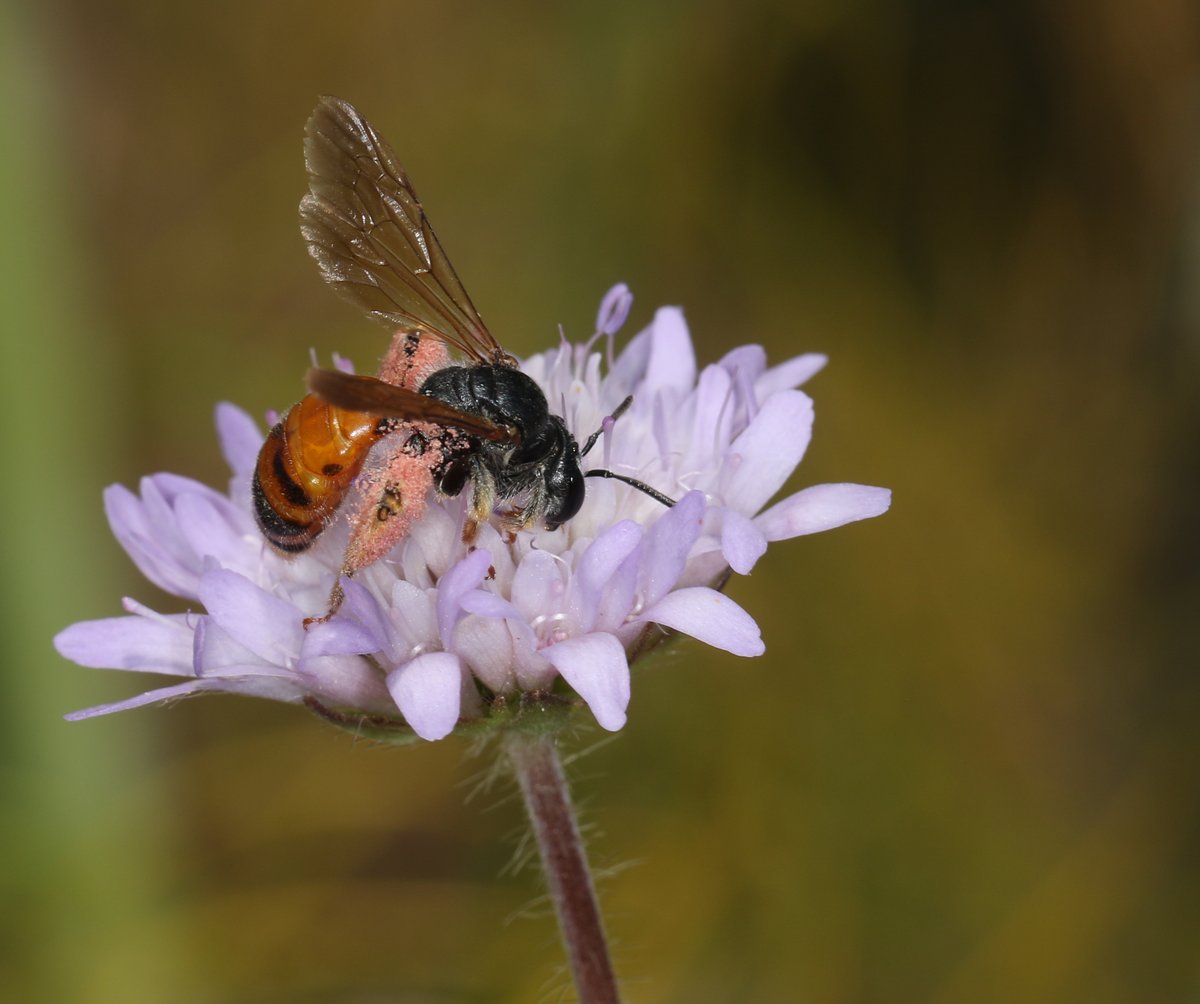 Die Richtige Balance von Klimaschutz, Schutz der Biodiversität und Produktivität - wir zeigen, dass es funktioniert!
#BASF #Nachhaltigkeit #Biodiversität #DieRichtigeBalance #Landwirtschaft #ModerneLandwirtschaft #Artenvielfalt #AckerlandErhalten