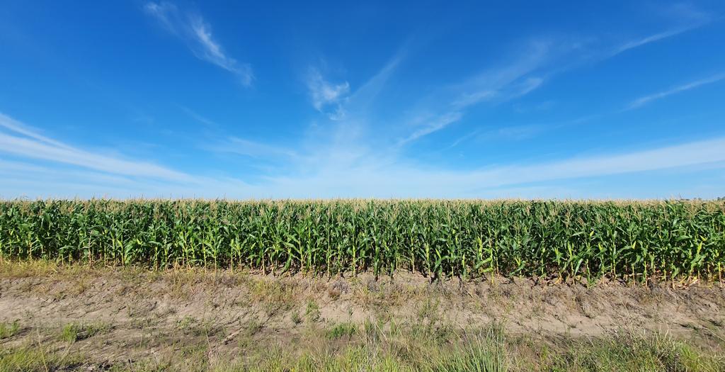 Antes arroz, después soja, ahora maíz...el cielo es el límite!