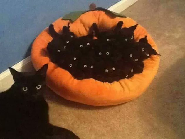 Army of the night reddit.com/r/aww/comments…