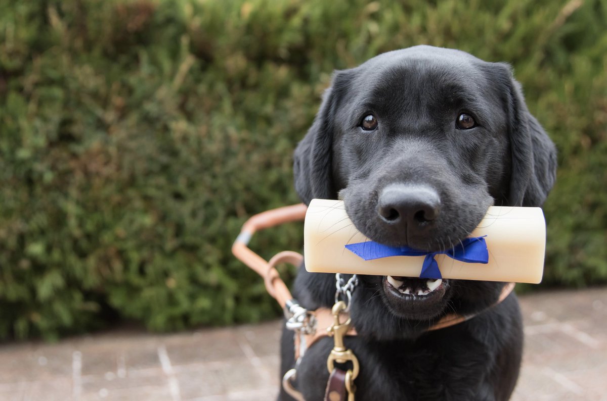 nylabone's tweet photo. Where guide dogs lead, many hearts follow. We want to thank all of these hard-working pups for the dedicated work they do. #InternationalGuideDogDay 🧡

#NylaboneCares #guidedog #guidedogtraining https://t.co/OHpBYLgKL5