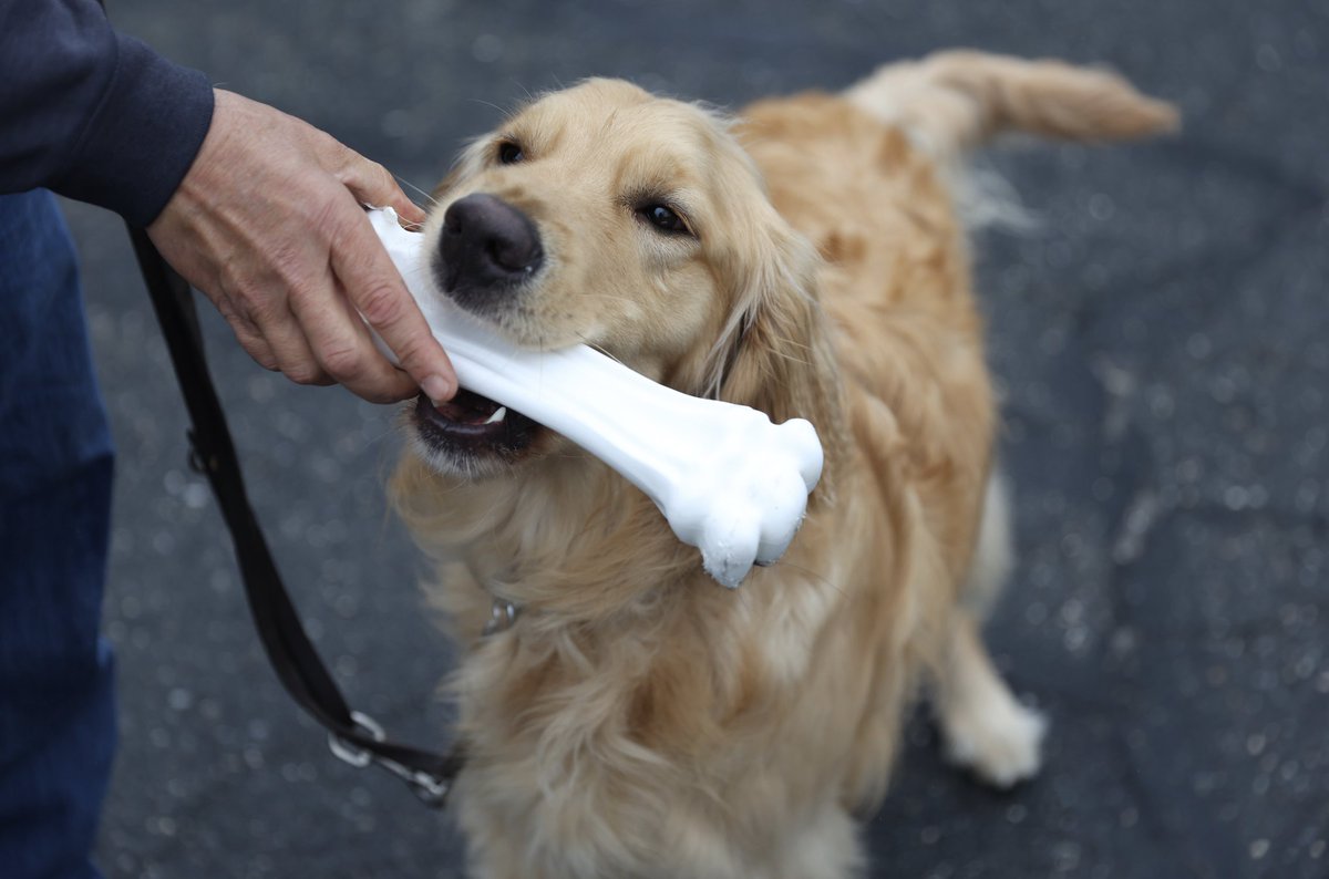 nylabone's tweet photo. Where guide dogs lead, many hearts follow. We want to thank all of these hard-working pups for the dedicated work they do. #InternationalGuideDogDay 🧡

#NylaboneCares #guidedog #guidedogtraining https://t.co/OHpBYLgKL5