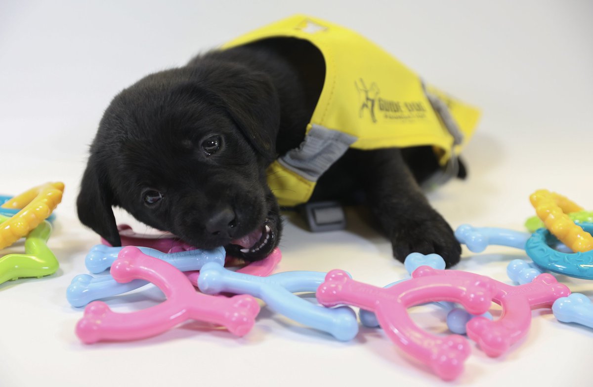 nylabone's tweet photo. Where guide dogs lead, many hearts follow. We want to thank all of these hard-working pups for the dedicated work they do. #InternationalGuideDogDay 🧡

#NylaboneCares #guidedog #guidedogtraining https://t.co/OHpBYLgKL5