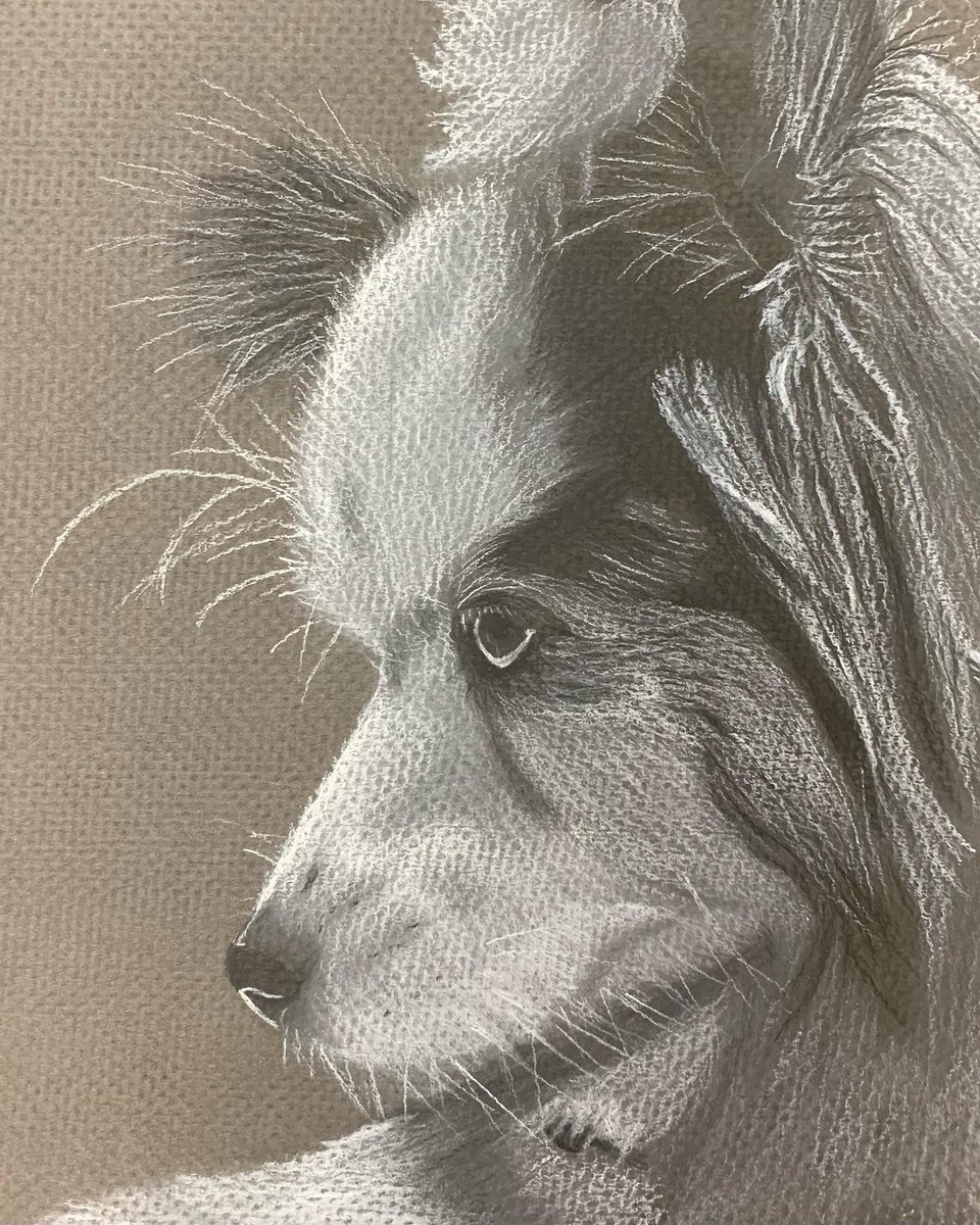art_passmore's tweet photo. Drawing One students used the grid method and charcoal to create these heavily textured animal drawings. 1/2 https://t.co/lwb54g7NBu