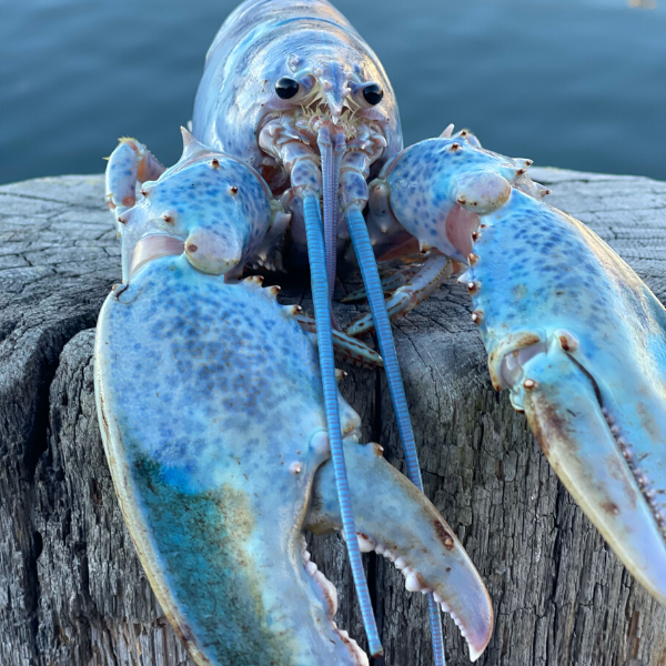 Haddie’s Bay Club 🦞$HBAY on #BNBChain 🔸 tweet media