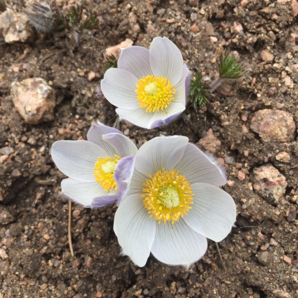 Western Confluence tweet media