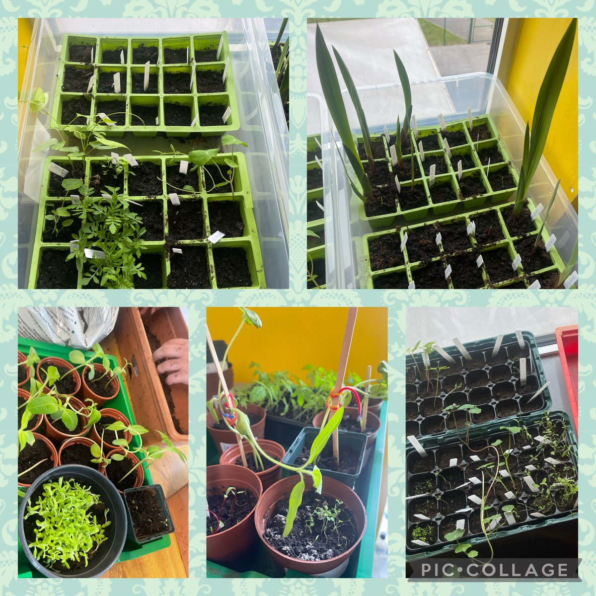 CMA_SEND's tweet photo. Wow!! The growth of our seeds has been amazing!! @CedarMountHigh have some talented gardeners in the making. We have started transferring them into bigger pots. Watch out @LoveYourGarden2 you may have some competition. Next step to create our own garden area. https://t.co/L54UlAttgD