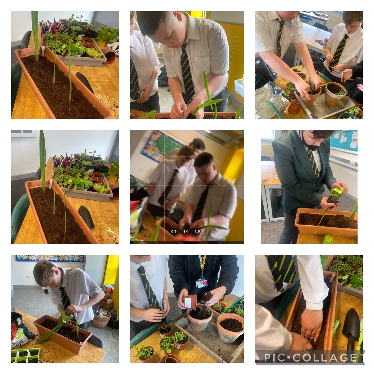 CMA_SEND's tweet photo. Wow!! The growth of our seeds has been amazing!! @CedarMountHigh have some talented gardeners in the making. We have started transferring them into bigger pots. Watch out @LoveYourGarden2 you may have some competition. Next step to create our own garden area. https://t.co/L54UlAttgD