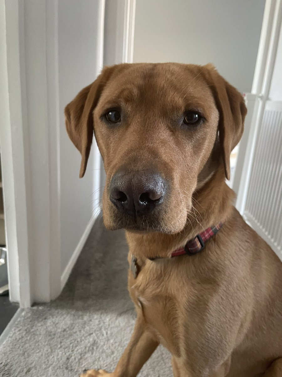 HamsPaw's tweet photo. Not me….. nope, I totally didn’t find a dead rat in the bushes and trick @cleverly51 into thinking it was an old banana skin so she picked it up with her fingers. Def not me. As if I would! 🙄 #schooldog https://t.co/cELn4kDMAl