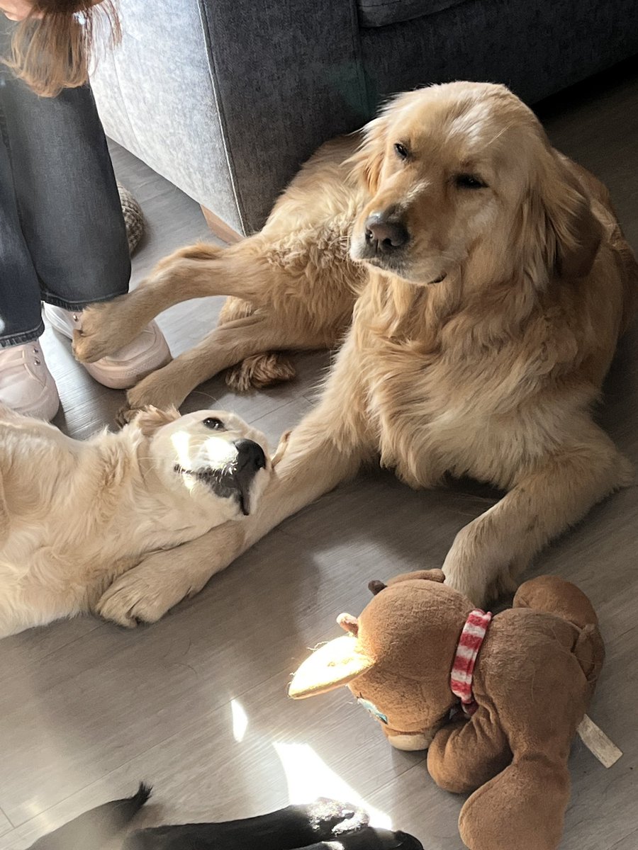 SoliGuideDog's tweet photo. International #guidedogsday would you like to join a local fundraiser group? Emailto:fundraiseforus@guidedogs.org.uk Your chance to make a difference; even just an hour can make a difference. @guidedogs here’s why we do it … https://t.co/vyLC0JQbkY