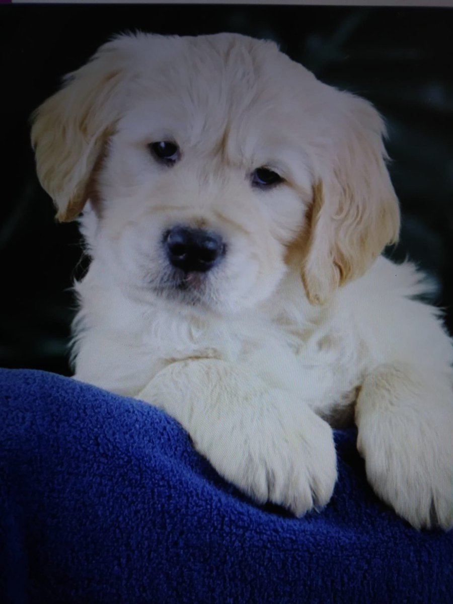 SoliGuideDog's tweet photo. International #guidedogsday would you like to join a local fundraiser group? Emailto:fundraiseforus@guidedogs.org.uk Your chance to make a difference; even just an hour can make a difference. @guidedogs here’s why we do it … https://t.co/vyLC0JQbkY