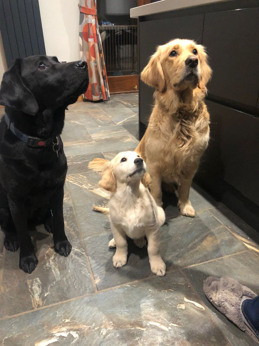 SoliGuideDog's tweet photo. International #guidedogsday would you like to join a local fundraiser group? Emailto:fundraiseforus@guidedogs.org.uk Your chance to make a difference; even just an hour can make a difference. @guidedogs here’s why we do it … https://t.co/vyLC0JQbkY
