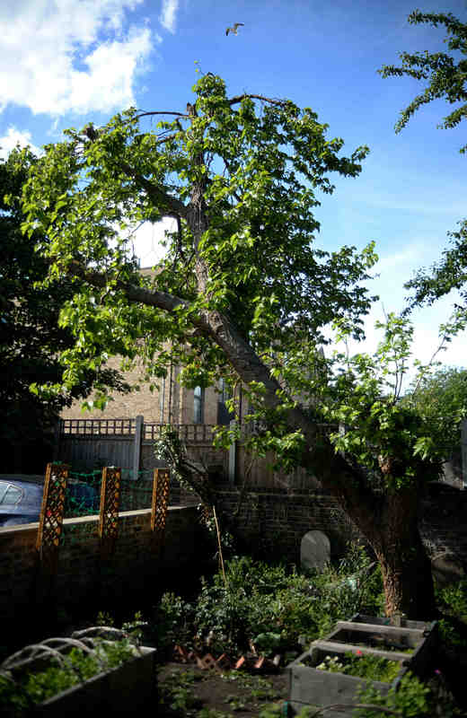 #TottenhamCake is a square tray bake with pink icing that was invented by the Tottenham Quakers, using mulberries from the black mulberry tree by the Meeting House. It can be cut and shared easily, reflecting Quaker community values. #HaringeyFavouriteTrees