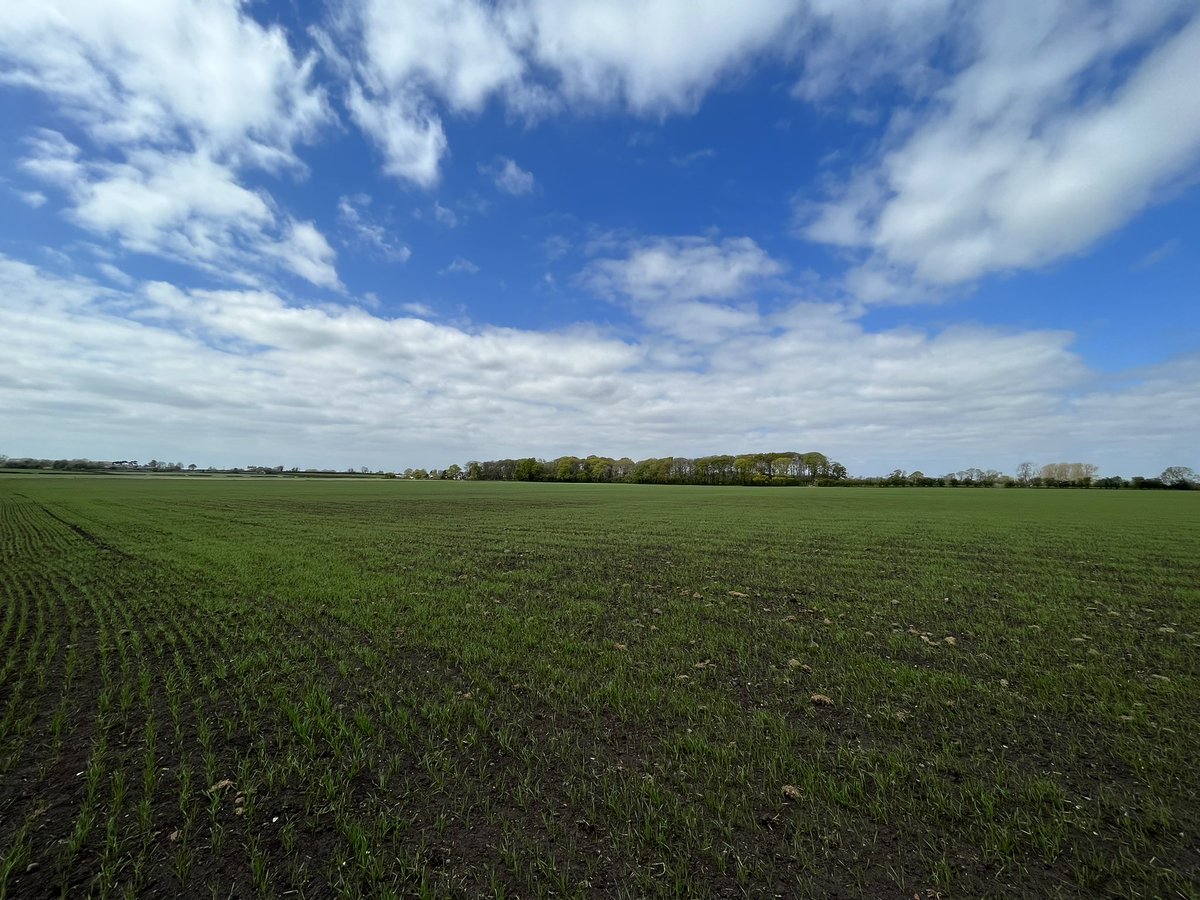 Agronomysilvers's tweet photo. Crops are looking well ……. Getting a drop on Sunday will help the spring cereals with less developed rooting but WOSR is FULL of potential and strawberries 🍓 coming along well too 👍👍 @AgriiUK #dryApril #cropwalkingtoday #notabadoffice #supportukagriculture🇬🇧 https://t.co/npxLwuCbcy